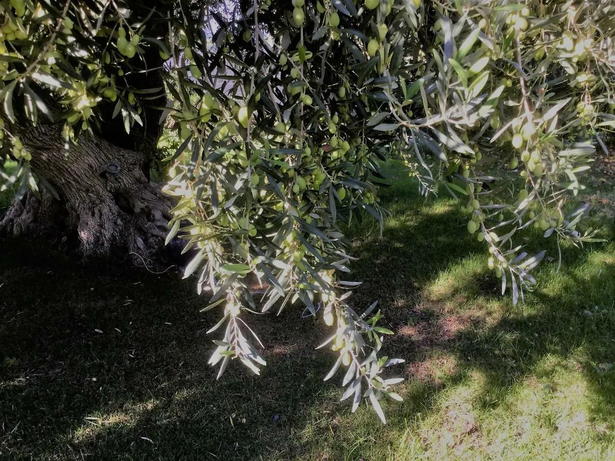 צ'פאלו Il Dono Di Atena